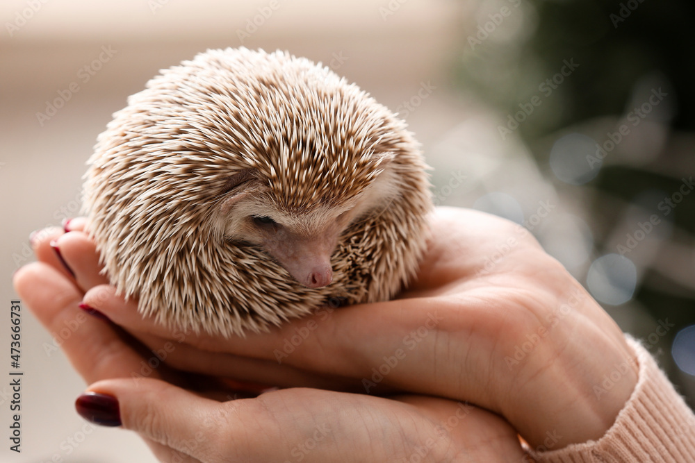 Woman holding cute hedgehog at home