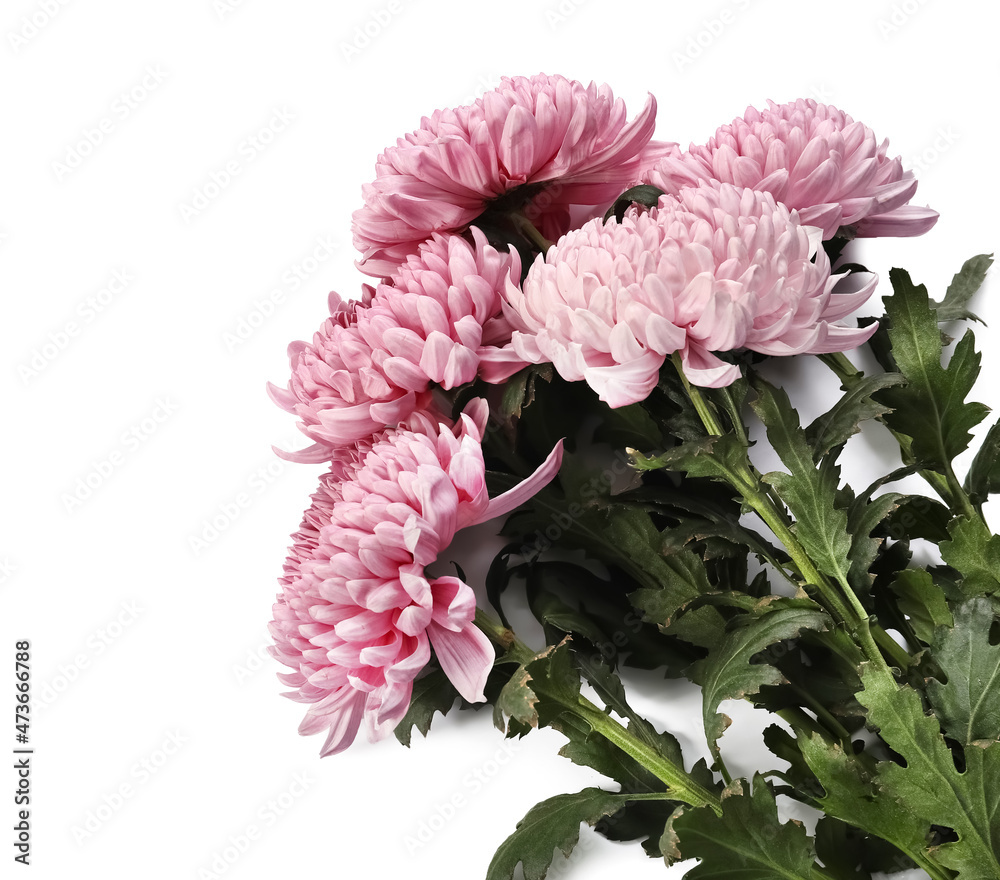 Bouquet of beautiful chrysanthemums on white background, closeup