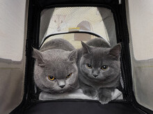 Two Cute Blue Cats In A Pet Backpack