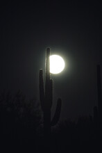 Night Saguaro