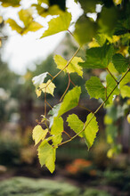 Vine Ivy In The Garden. Defocused Background