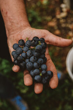 Close Up Of Grape Of Red Wine In A Dirty Farmers Hand