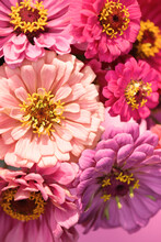 A Bunch Of Fresh Picked Zinnia Flowers