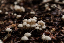 Detail Wild Mushrooms On Wet Soil