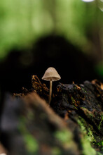 Detail Of Wild Mushrooms In Autumn Forest 