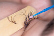 procedure in a beauty salon close-up. Eyelash extensions, eyelash correction, removal of lashes