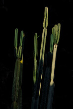 Cacti Growing In Garden