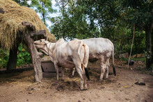 Livestock In Rural Nepal.