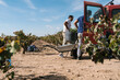 © Ezequiel Giménez/Stocksy - Men loading car with grape harvest