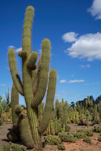 Huge Old Cactus Plant In Desert Landscape