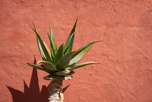 Large Yucca Plant Against A Wall