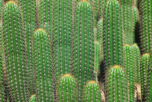 Tall Cactus Plants