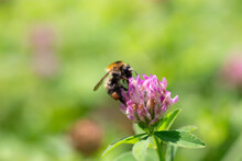 A Bee Collects Nectar On A Clover Flower In A Meadow. Blurred Background. Insect Close-up