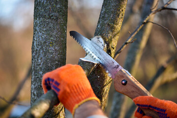 hands with gloves of gardener doing maintenance work, pruning trees in autumn