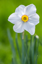White And Orange Daffodil Macro
