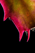 Backlit Cactus Leaf, Close Up