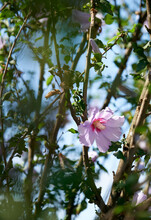 Closeup Of Blooming Hibiscus Flowers On Tree