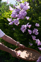 Beautiful Hibiscus Flowers Thrown Up In Basket