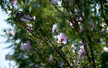 Closeup Of Blooming Hibiscus Flowers On Tree