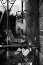 Heart-Shaped Ivy On Wrought Iron