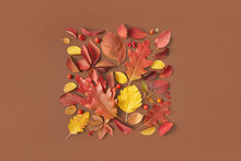 Autumnal Leaves In Square