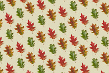 Pattern Of Colored Oak Leaves