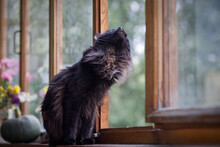 Black Cat On The Windowsill