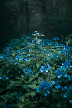 The Forest Where Blue Flowers Bloom.