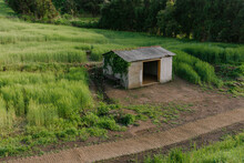 A Small House Next To The Barley Field.