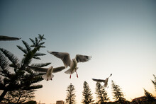 Flying Seagulls Looking At Camera