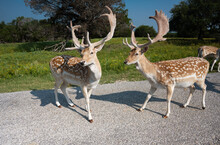 Wild Spotted Deer On The Road