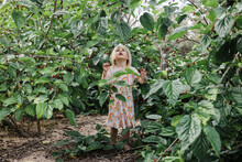 Little Girl Picking Mulberries