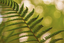 A Fern With A Bokeh Background.