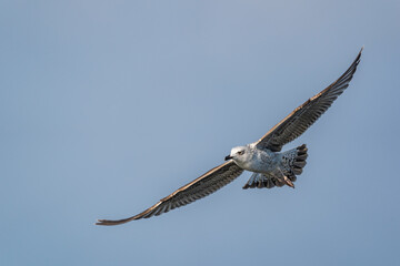 Poster - Flying Yellow-legged Gull (Larus michahellis) on a blue background