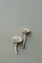 Two Simple Mushrooms On Grey