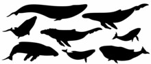 Whale Silhouette Icon Collection. Vector Illustration