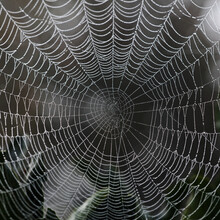 Web With Dewdrops