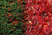 Firethorn And Vine On A Wall In Fall