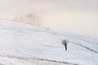 Winter scene with a lonely leafless tree in morning mist and snow.