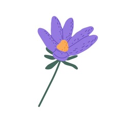 Wild pasque flower. Pasqueflower floral plant. Blooming meadow anemone. Gentle prairie crocus herb. Botanical flat vector illustration isolated on white background