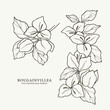 Set of hand drawn bougainvillea branches
