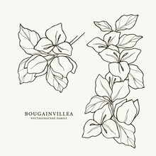 Set Of Hand Drawn Bougainvillea Branches
