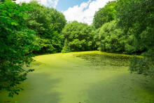 Green Forest Swamp In Summer