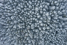 Drone View Of Snow-covered Forest Canopy