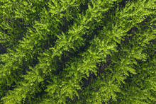 Drone View Of Rows Of Green Commercially Grown Poplar Trees In Springtime