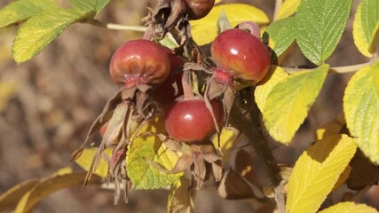 Wall Mural - ripe rose hip berries