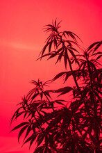 Marijuana Plant Against A Red Dusk Sky.