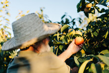 Male Farmer Harvesting Grapefruit