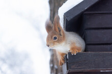 A Squirrel Sits On A Feeder In A Winter Snow-covered Park.