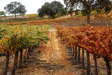Rows Of Grapevines In The Fall